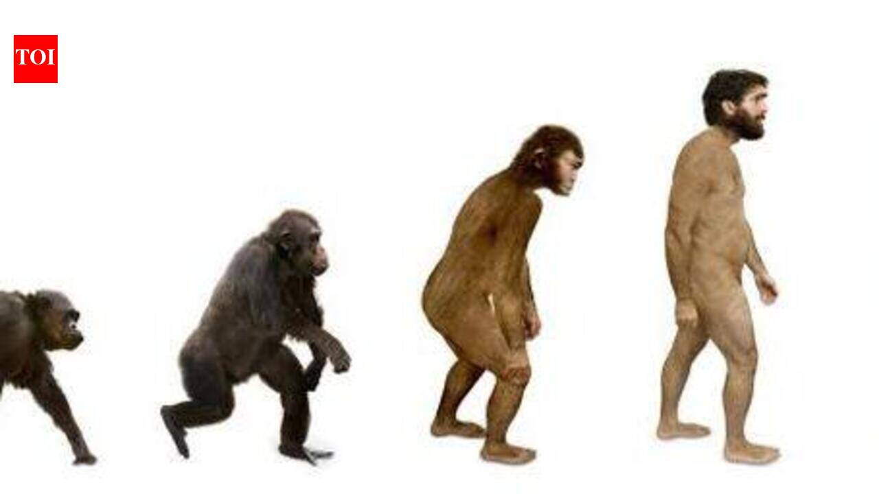 Oxygen rise didn’t lead to evolution