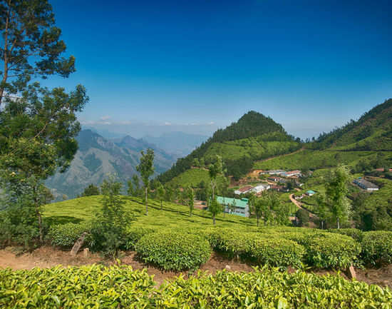 Things To Do In Munnar | Munnar Hill Station | Times of India Travel