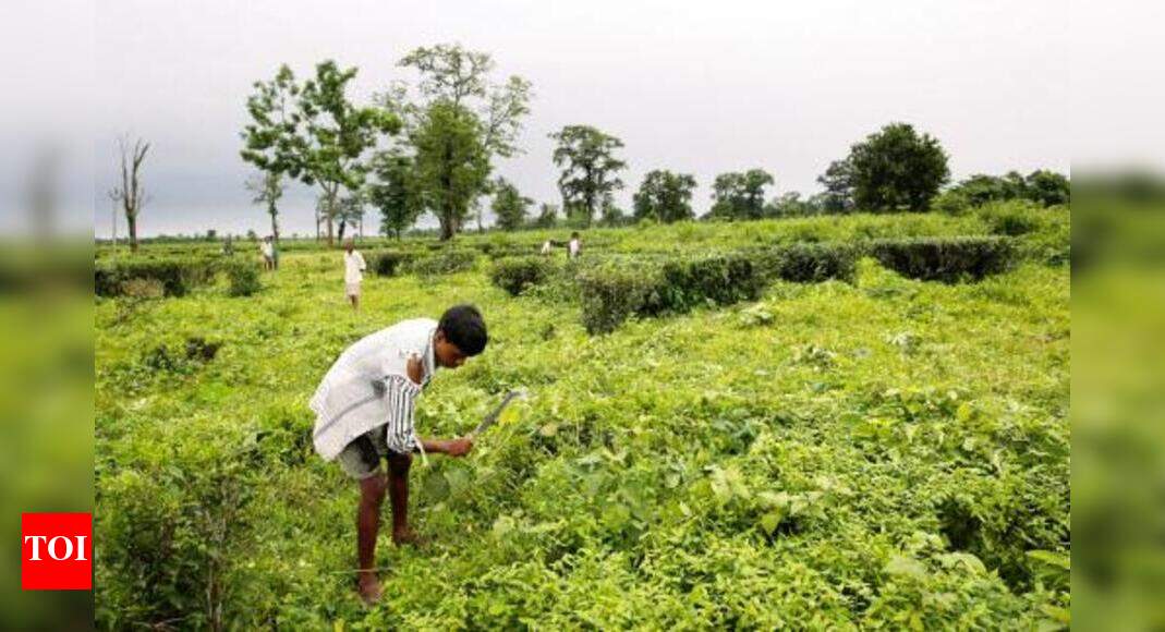 Assam to form panel for tea tribe’s development - Times of India