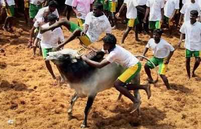 Jallikattu discount funny videos