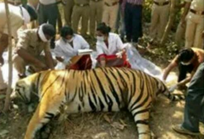 Another tiger electrocuted in Madhya Pradesh