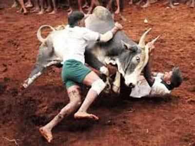 Animal rights activists welcome the SC's move on Jallikattu