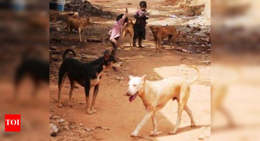 Samaritan stitches together a new life for blind stray dog | Mumbai ...