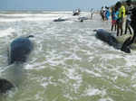 45 whales die in Tamil Nadu