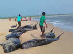 45 whales die in Tamil Nadu