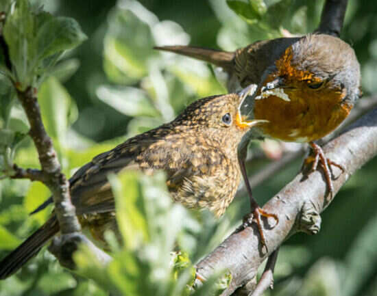 Go birdwatching