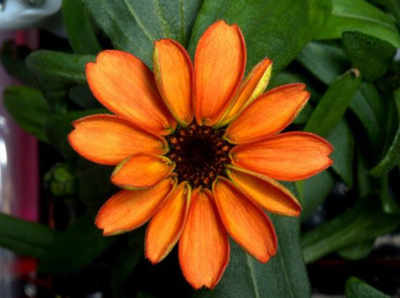 Zinnia is first flower grown in space