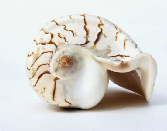 Go wandering at the Seashell Museum