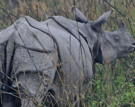 Rajiv Gandhi Orang National Park - Assam: Get The Detail Of Rajiv 