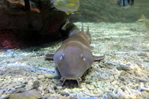 Fun at the National Sea Life Museum