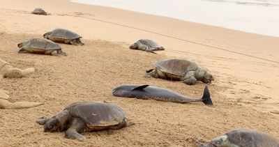 Hundreds of Olive Ridley turtles found dead on Puri beach