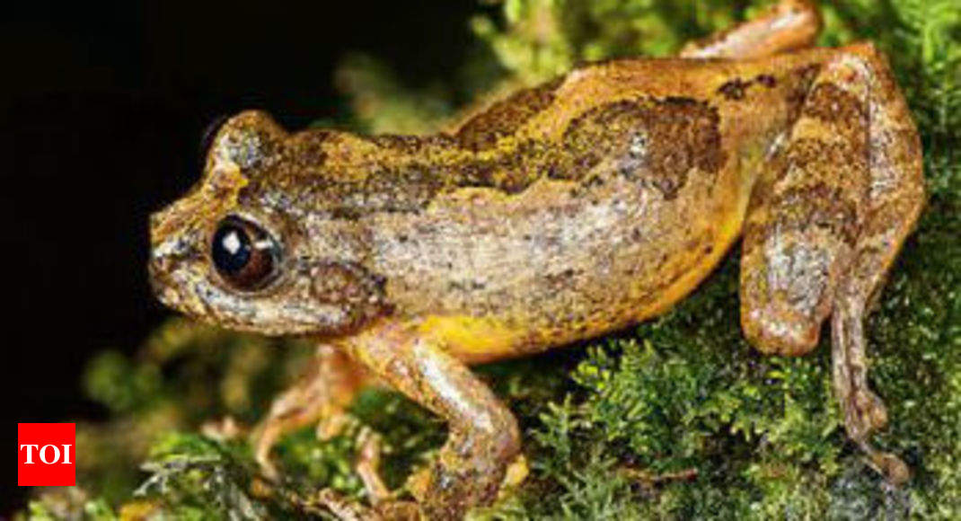 New frog genus discovered in NE forests | Delhi News - Times of India