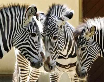 Zebra stripes not for camouflage: Study - Times of India