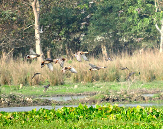 Pobitora Wildlife Sanctuary