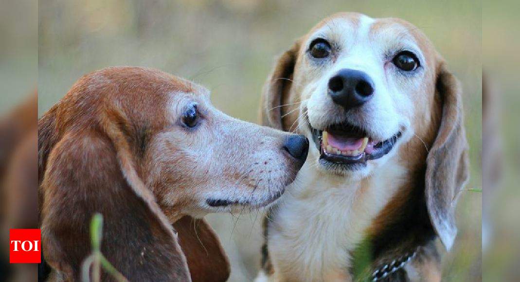 beagles rescued from lab