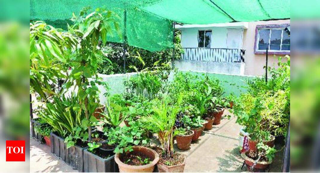 Soon, terrace farming must in Jaipur? Jaipur News Times of India