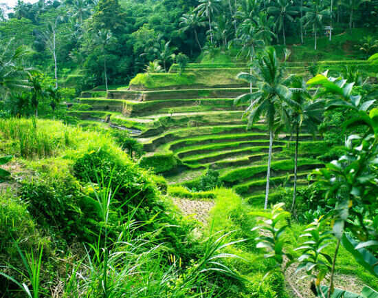Tegalalang