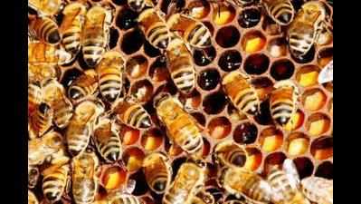 Bees hold traffic on Churu-Jaipur National Highway for 6 hours in freak accident