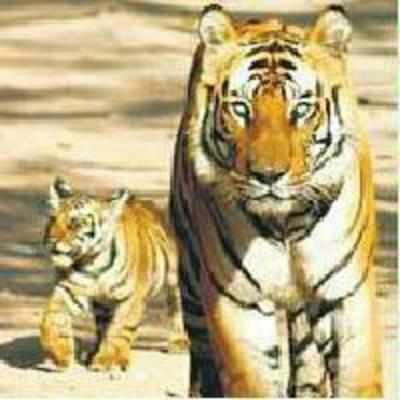 Corbett Reserve tops in tiger population: Report