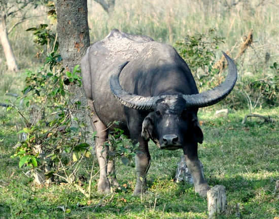 Mystery hunt in Mayong | Times of India Travel