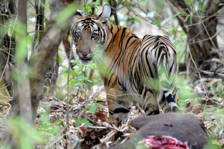 Tadoba National Park