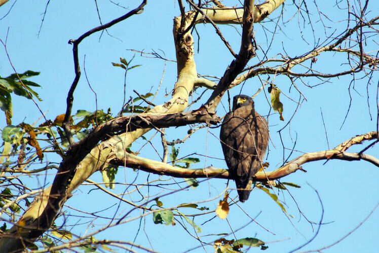 Bandhavgarh National Park