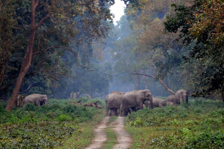 Corbett National Park
