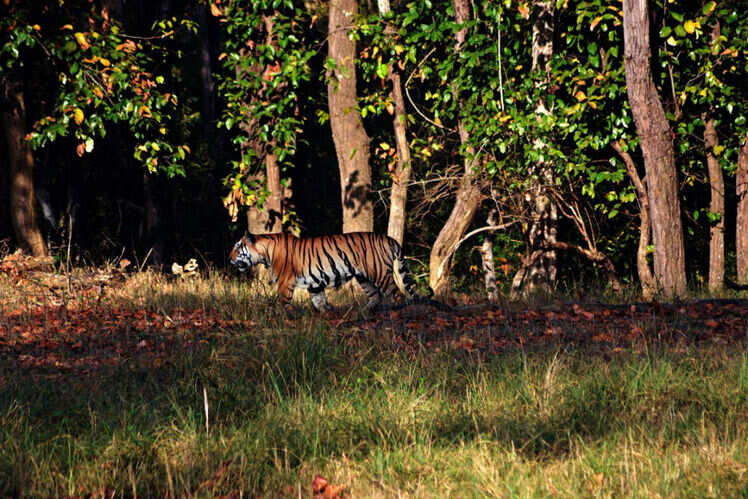 Kanha National Park