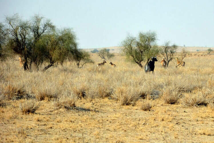 Desert National Park