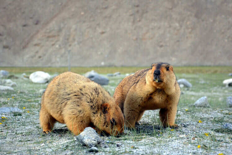 Great Himalayan National Park
