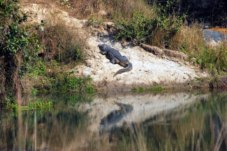 Ranthambore National Park