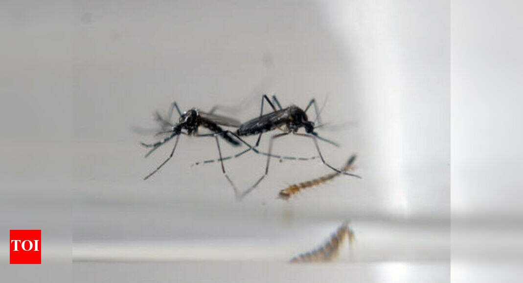A Maha village can show the world how to beat Zika - Times of India