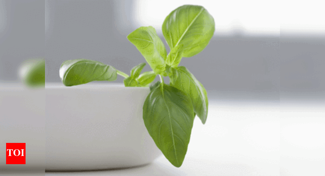 Basil The subtle herb, full of antioxidants Times of India