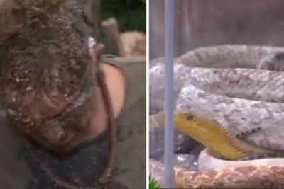 VIDEO: Cricket legend Shane Warne bitten on the head by anaconda on a TV show