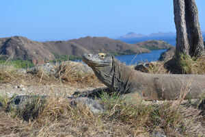 Komodo and Rinca Islands