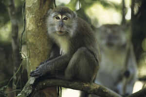 Monkey Forest
