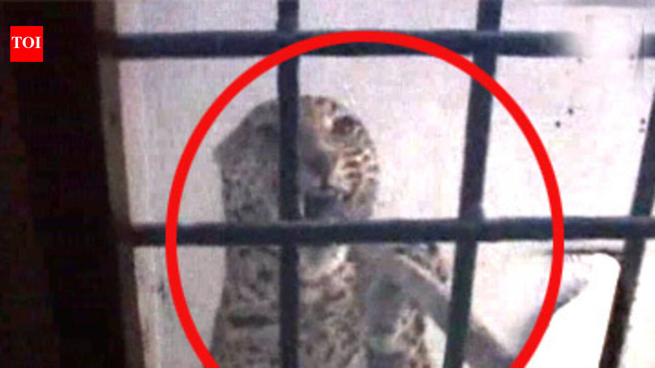 Watch: Leopard caught from residential area