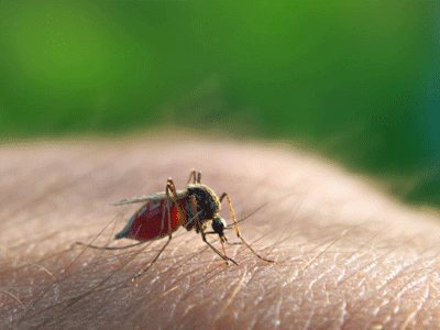 Malaria costs India Rs 11,640 crore yearly, dengue Rs 6,000 crore: WHO