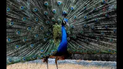 Zoology department celebrates 75th year by adopting peacock at Vandalur zoo