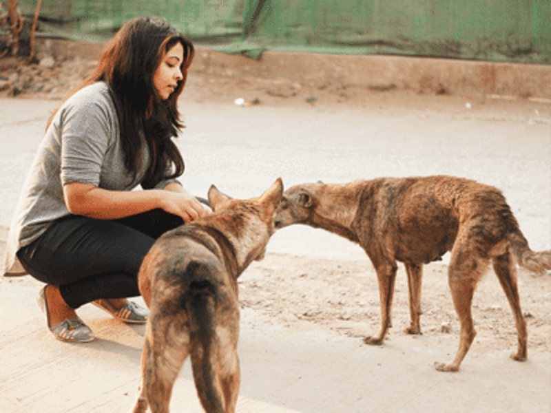 save street dogs