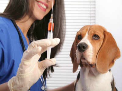 World's first fast-acting anti-rabies drug set for launch this year