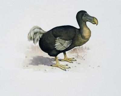 Dodos were not that dumb, new research finds