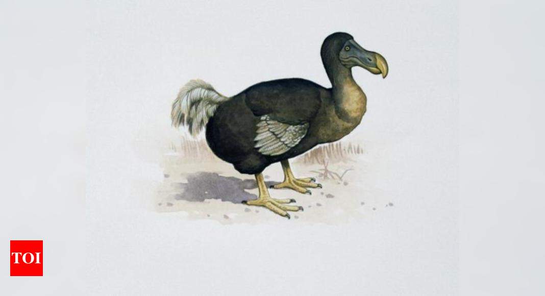 Extinct dodo birds weren't as dumb as you think, study says - CNET