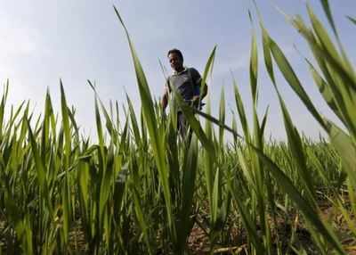 Economic Survey calls for big changes in agri-sector, bats for GM crops