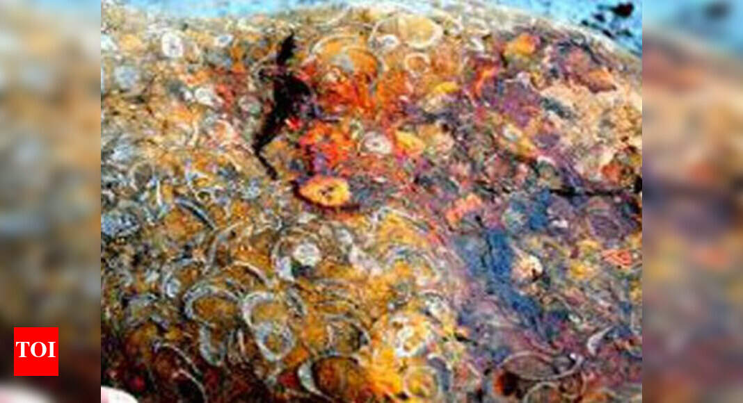Rare 9cr-year-old coral fossil found in Narmada valley - Times of India