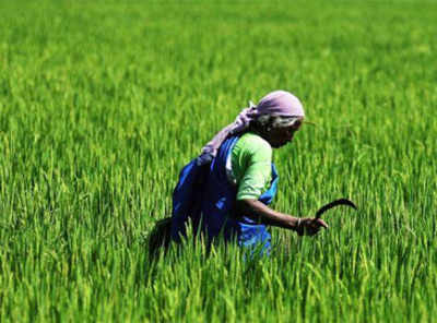 Aim to double the income of farmers in 5 years: FM
