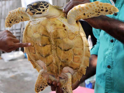 A softshell turtle and a red panda rescued in Arunachal