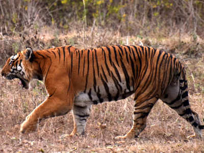 In-principle approval given to 4 new tiger reserves: Government