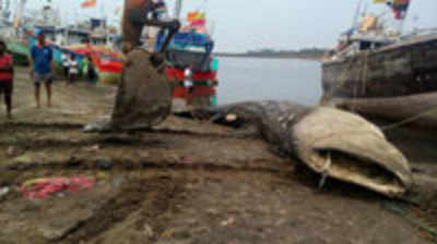 Whale shark washed ashore at Palghar