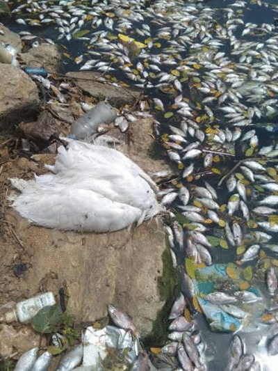 Hundreds Of Fish Die In Ulsoor Lake | Bengaluru News - Times Of India